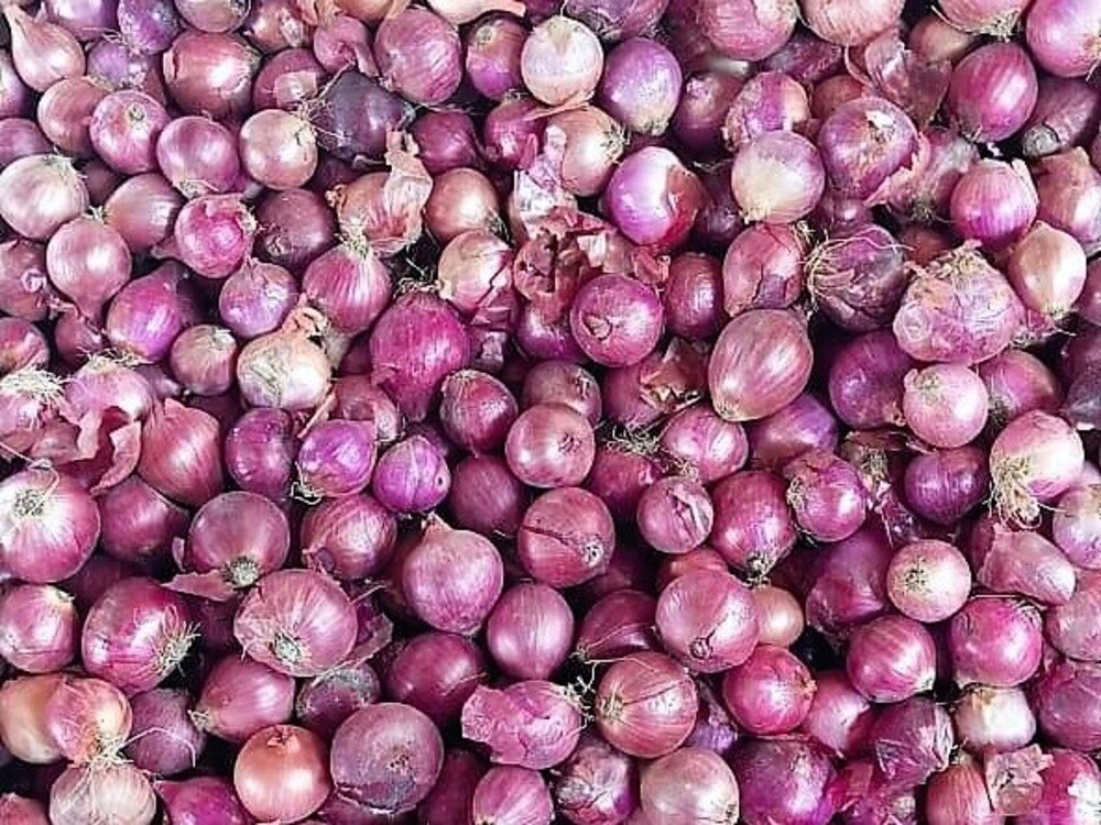 Pakistan Fresh Onion 318454
